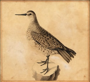 A. Elmer Crowell (1862-1951), Plover
