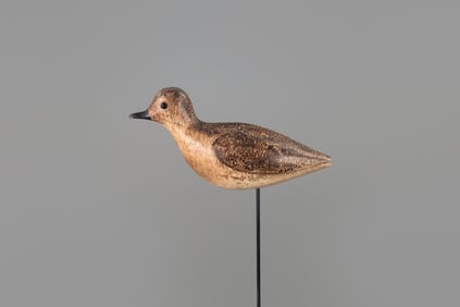 Rare Golden Plover in Winter Plumage by George H. Boyd (1873-1941)