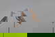 item-209068498=1