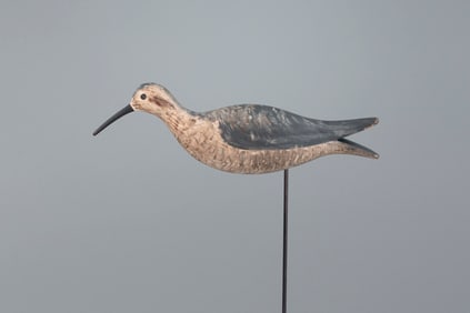 Running Fox-Rig Eskimo Curlew