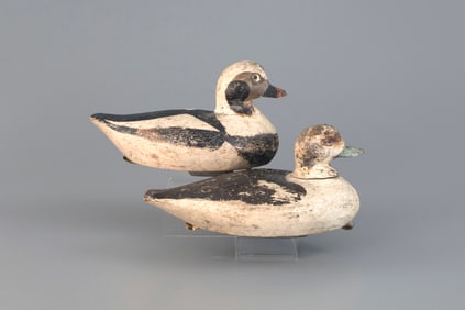 Long-Tailed Duck Pair by William Minor