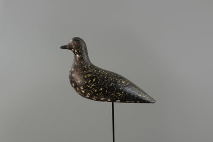 Golden Plover, Coffin Family