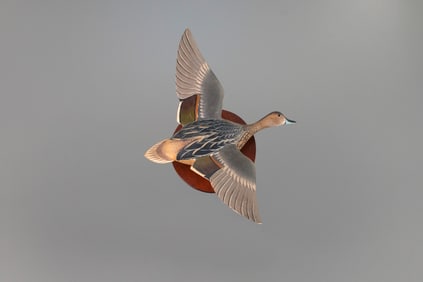 Half-Size Flying Pintail by Lemuel T. Ward (1896-1984)