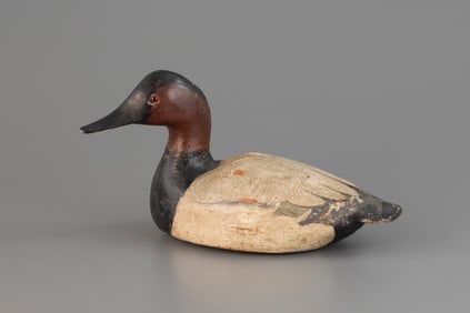 Early Canvasback by The Ward Brothers