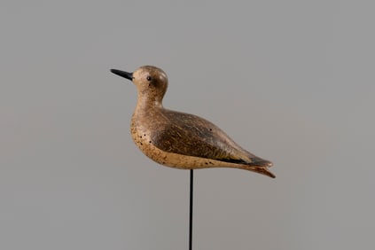 Exceptional Calling Golden Plover by John Dilley