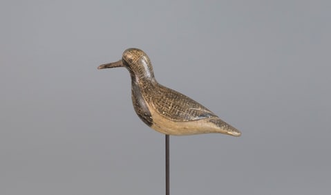 Black-Bellied Plover by Obediah Verity (1813-1901)
