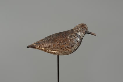 Purnell Verity Ruddy Turnstone by Obediah Verity (1813-1901)