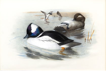 Archibald Thorburn (British, 1860-1935), Bufflehead