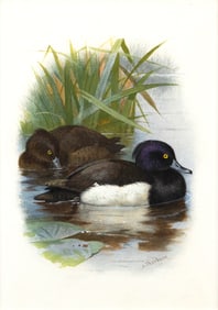 Archibald Thorburn (British, 1860-1935), Tufted Ducks