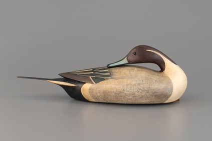 Preening Pintail Drake by Ian McNair (b. 1981)