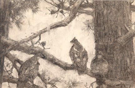 Aiden Lassell Ripley (1896-1969), Grouse on a Pine Branch