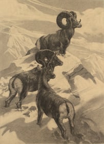 Aiden Lassell Ripley (1896-1969), Big Horn Rams