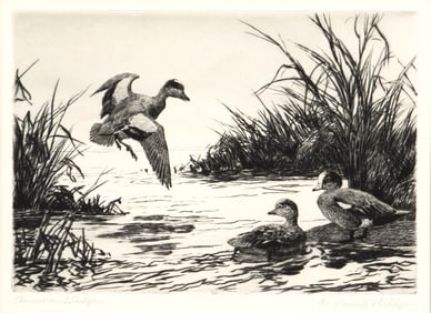 Aiden Lassell Ripley (1896-1969), American Widgeon with Copper Plate