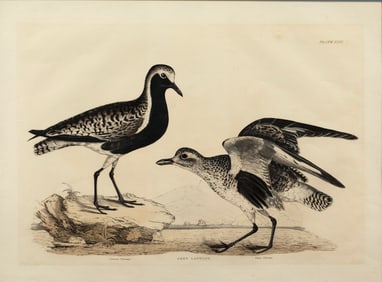 Prideaux John Selby (British, 1788-1867), Grey Lapwing