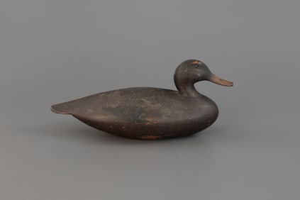 The Winous Point Black Duck