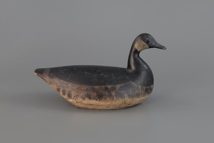 Exceedingly Rare Cackling Goose