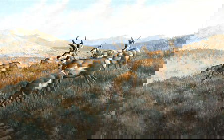 Michael Sieve (b. 1951), Pronghorn Antelope