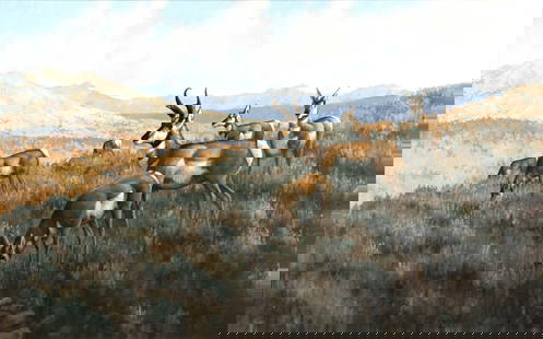 Michael Sieve (b. 1951), Pronghorn Antelope: Michael Sieve (b. 1951) Pronghorn Antelope, 1980 signed and dated "Michael Sieve 1980" lower right oil on canvas, 24 1/2 by 39 in. Michael Sieve is a Minnesota-based wildlife painter. After studying s