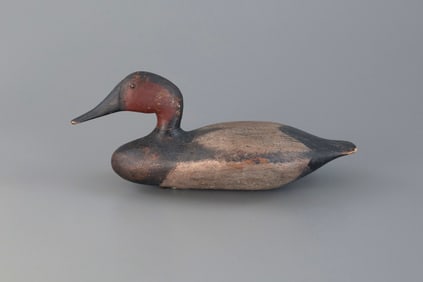 Canvasback