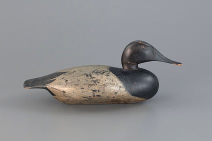 Canvasback