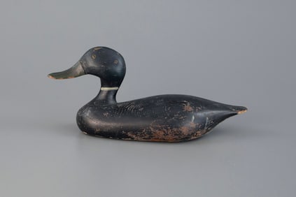 Mallard