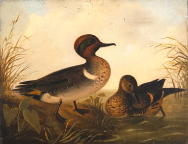William H. Machen (1832-1911), Green-Winged Teal