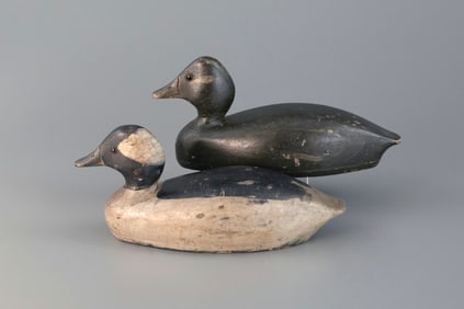 Bufflehead Pair