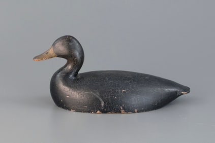 Black Duck