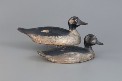 Bufflehead Pair