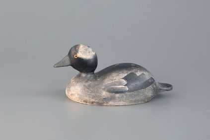 Humpback Bufflehead