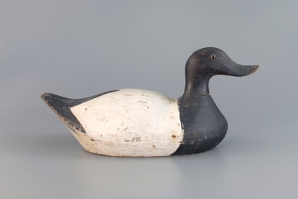 Oversize Canvasback