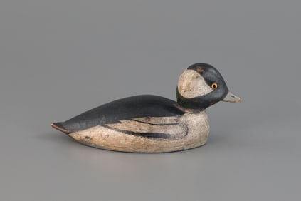 Bufflehead