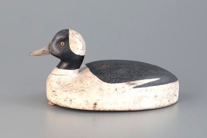 Rare Bufflehead by Christie Brothers