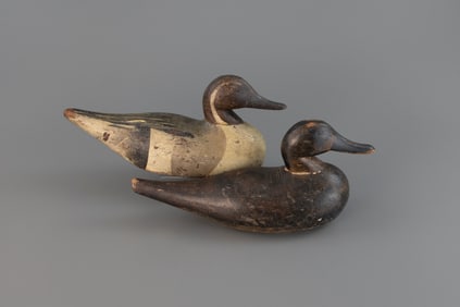 Pintail Pair