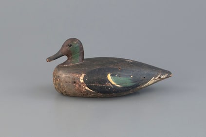 Green-Winged Teal