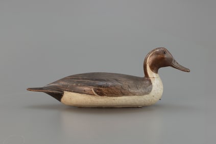 Pintail Drake by Robert Elliston (1847-1925)