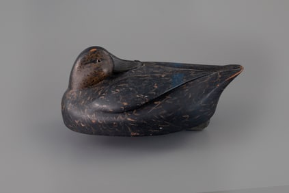 Rare and Early Sleeping Black Duck by Ferdinand Bach (1888-1967)