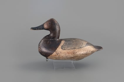 Canvasback Hen by William Heverin (1860-1951)