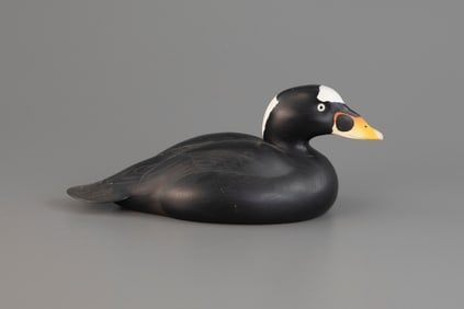 Surf Scoter by Oliver "Tuts" Lawson (b. 1938)