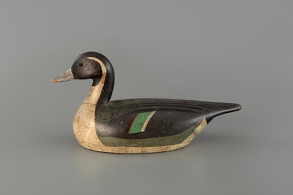 Pintail by Stephen Verity (1865-1950)