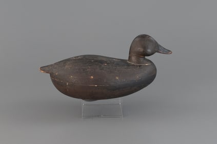 Plump Black Duck by Cassius Smith (1847-1907)