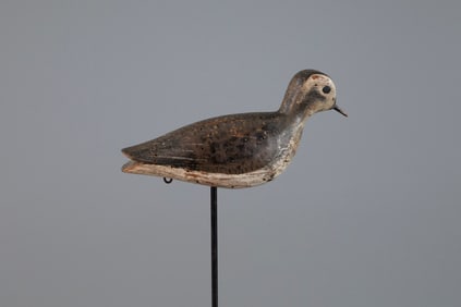 Golden Plover
