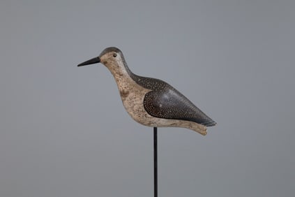 Plover in Winter Plumage