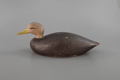 Black Duck by Henry Keyes Chadwick (1865-1958)