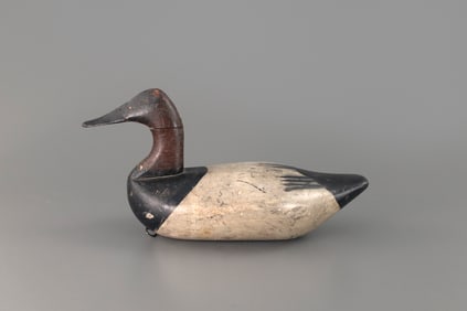 High-Head Canvasback