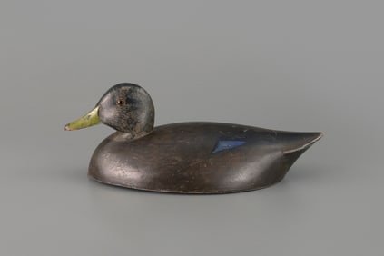 Hollow Black Duck