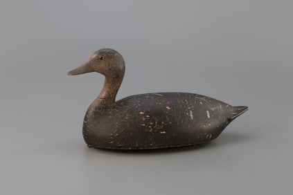 High-Head Black Duck