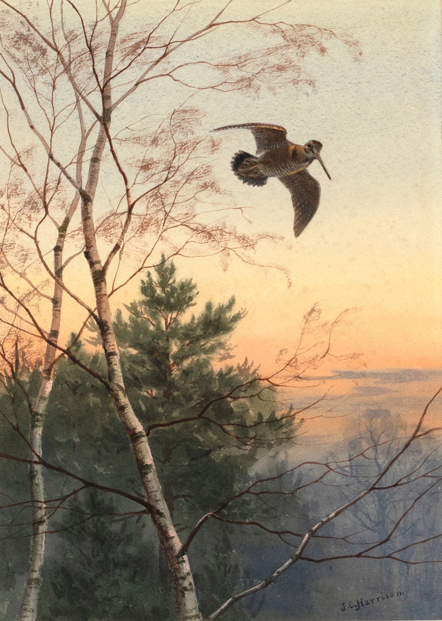 John Cyril Harrison (British, 1898-1985), Woodcock Leaving Cover (1 of 3)