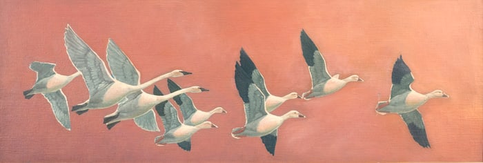 Francis Lee Jaques (1887-1969), Swans and Snow Geese