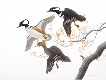William Harold Zimmerman (1937-2011), Hooded Merganser